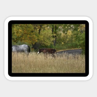 Wild Horse Foal Sticker